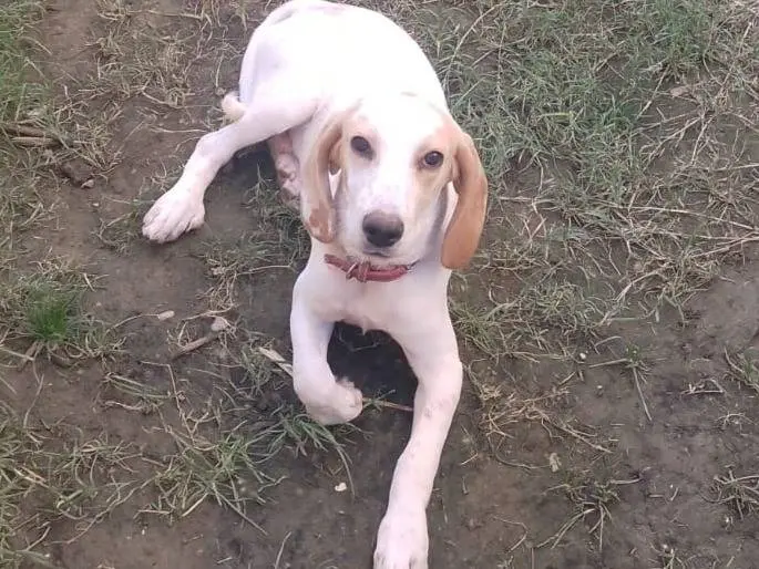 Adotta un cane, maschio, 6 mesi, Roma