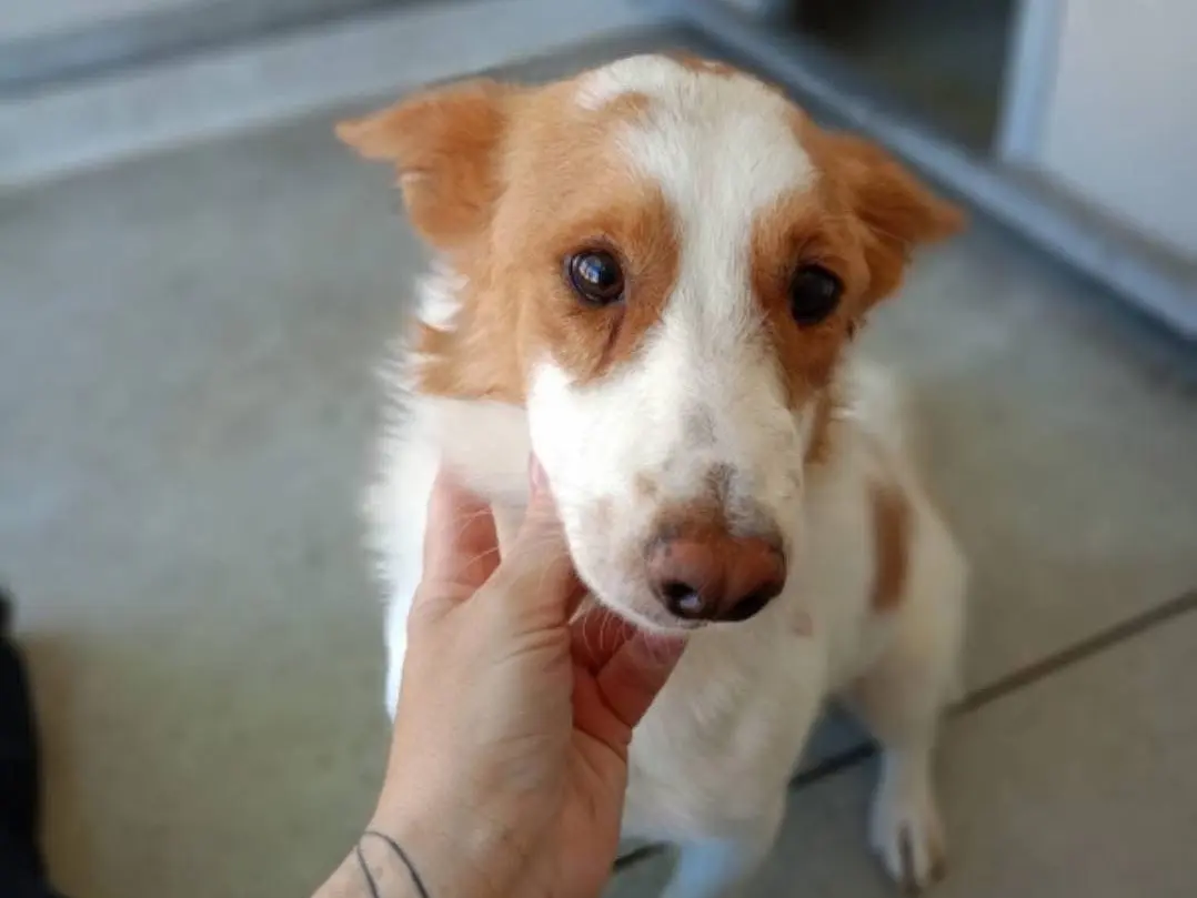 Adotta un cane, maschio, 2 anni e 4 mesi, Cosenza