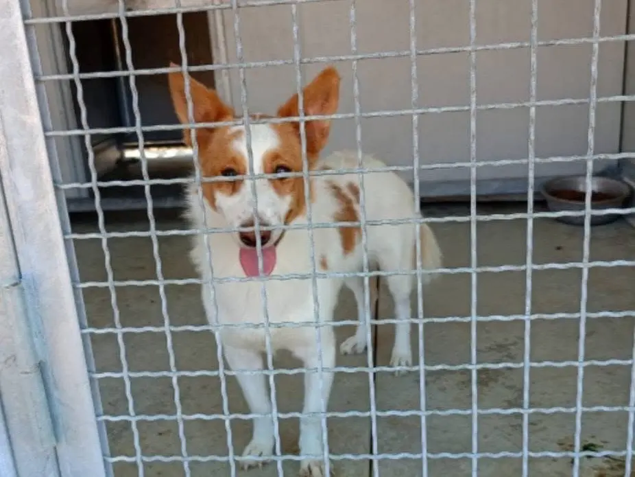 Adozione cane, maschio, Razza sconosciuta Razza sconosciuta, 2 anni e 4 mesi, taglia media contenuta, Cosenza