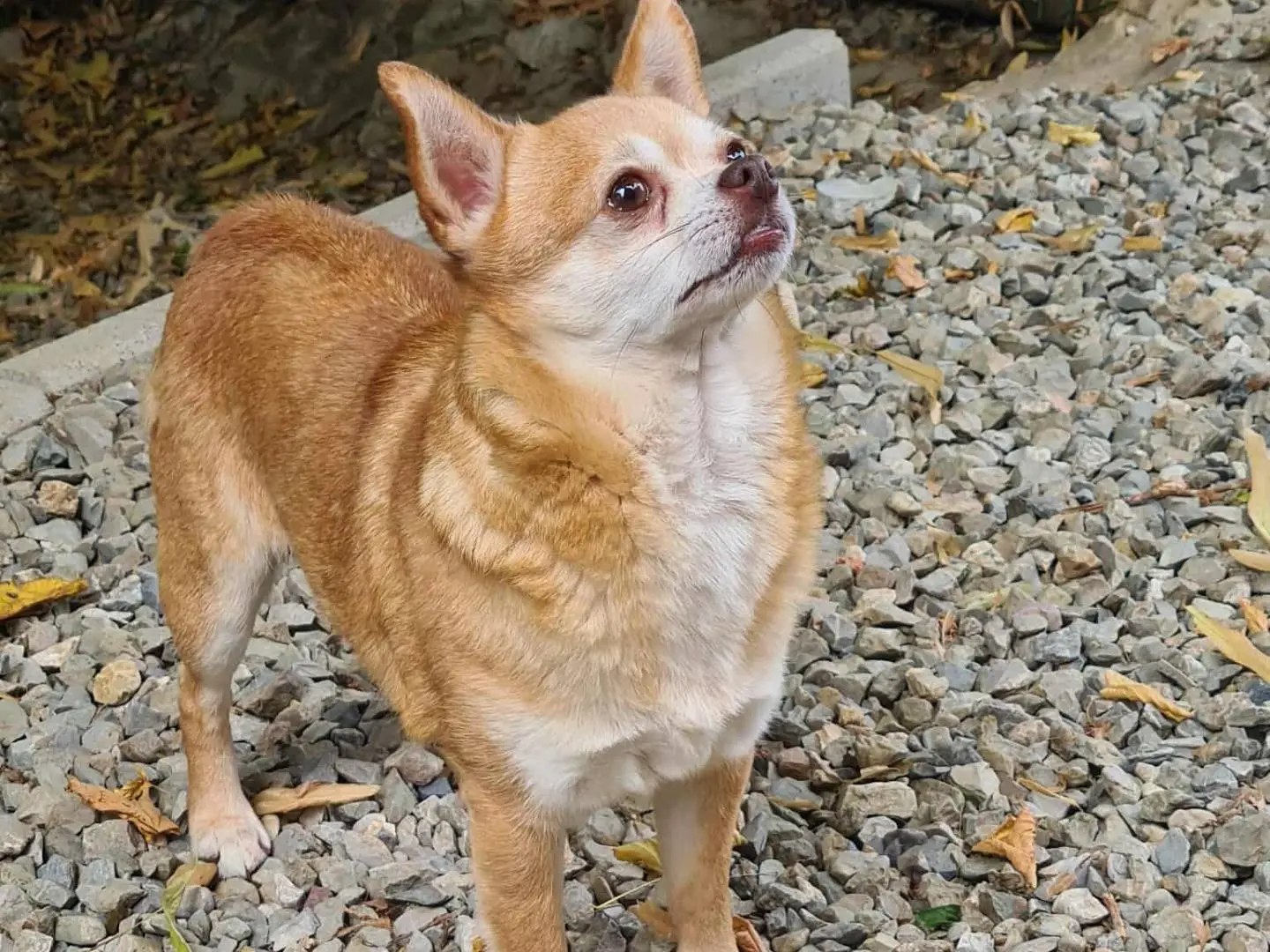 Vuoi adottare un cane a Firenze?