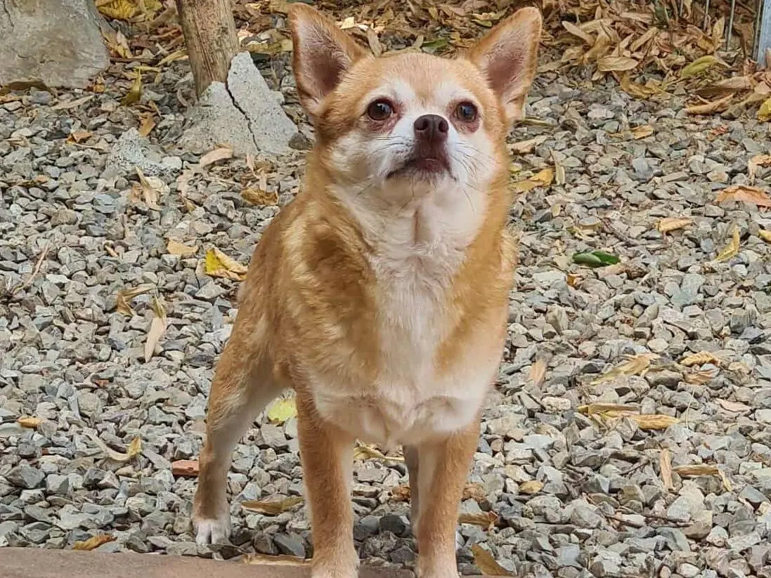 Adotta un cane, taglia piccola, maschio, Firenze