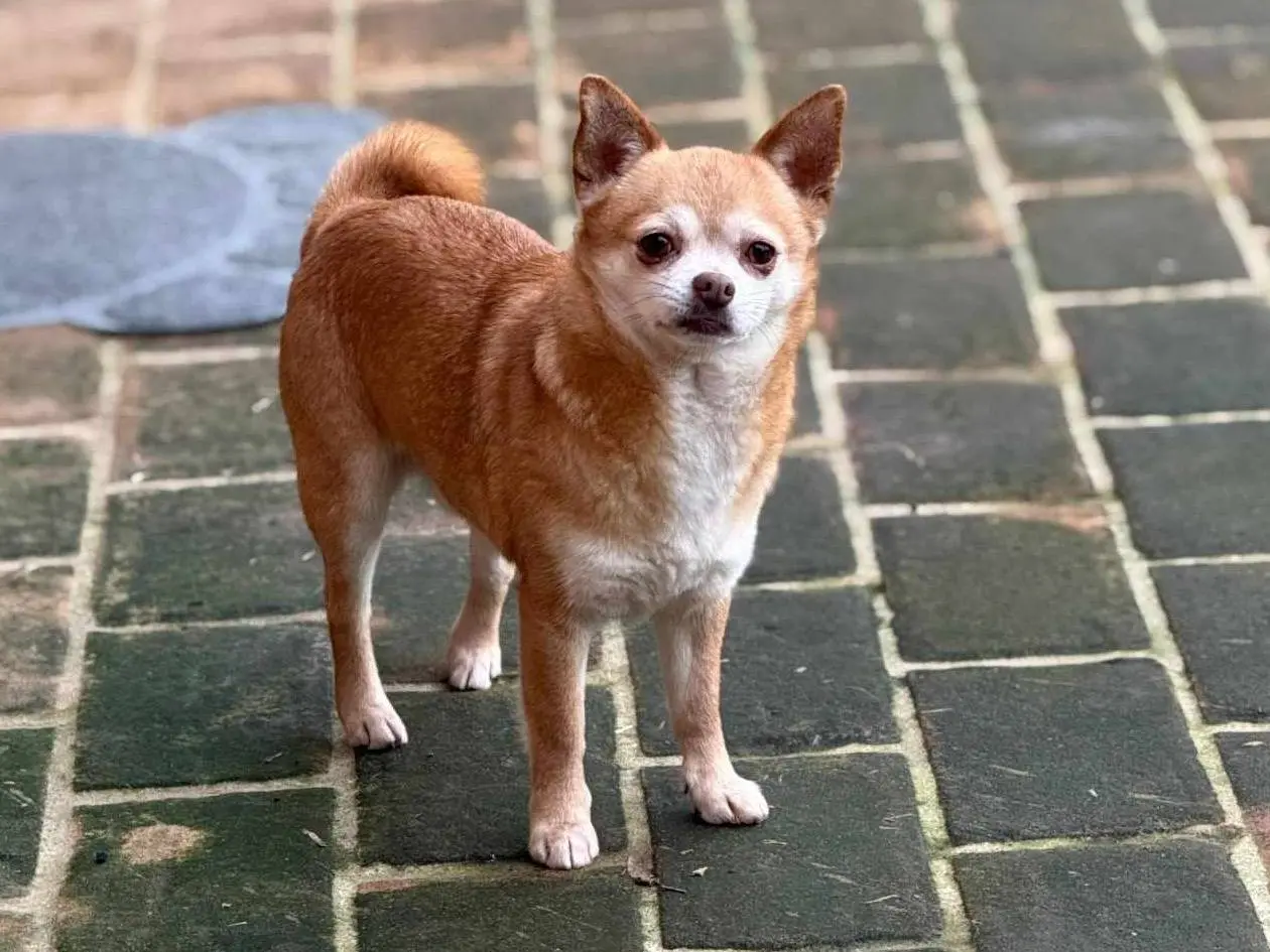 Adotta un cane, maschio, 4 anni e 2 mesi, Firenze