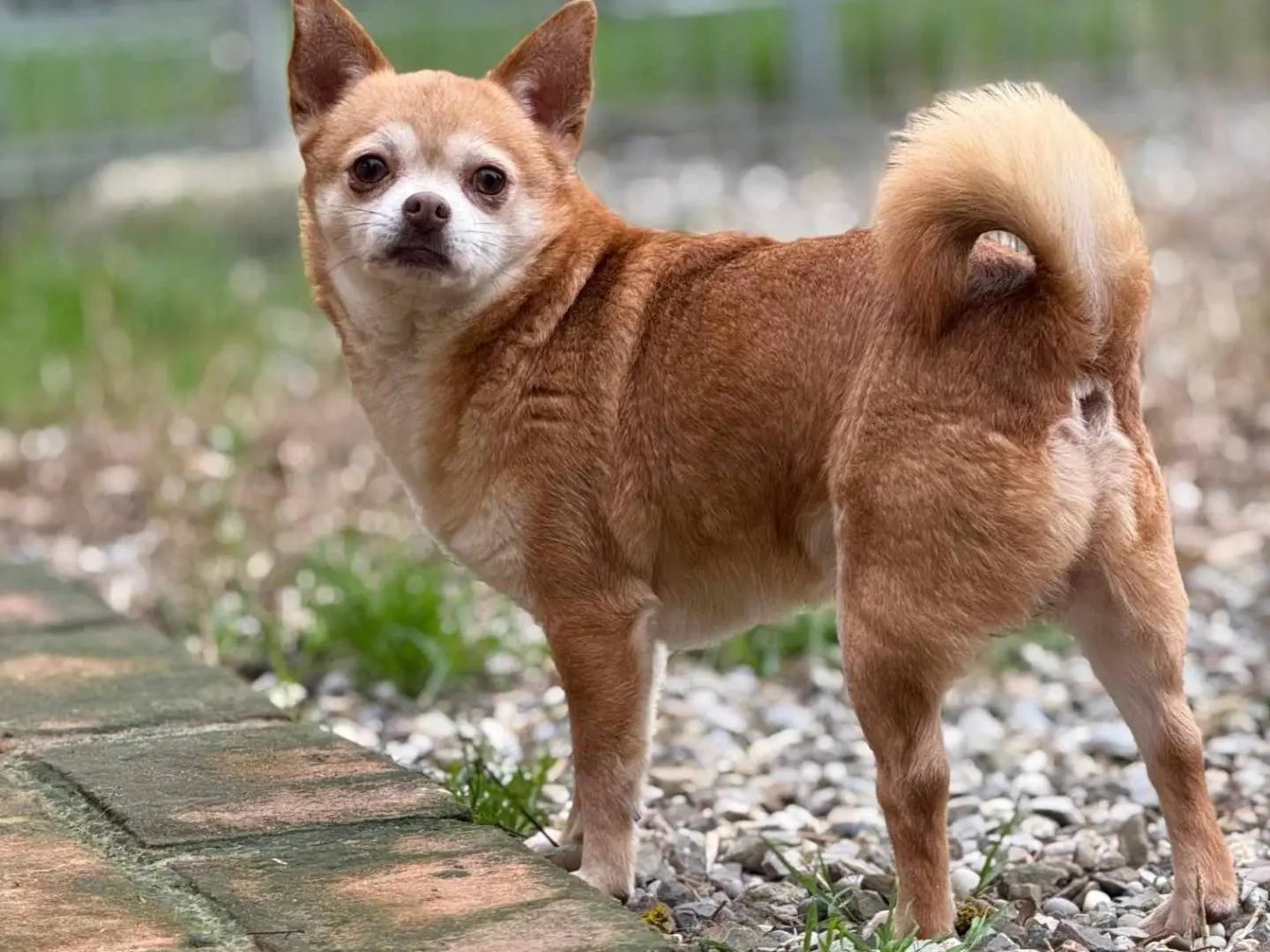 Adozione cane, maschio, Chihuahua Razza sconosciuta, 4 anni e 2 mesi, taglia piccola, Firenze
