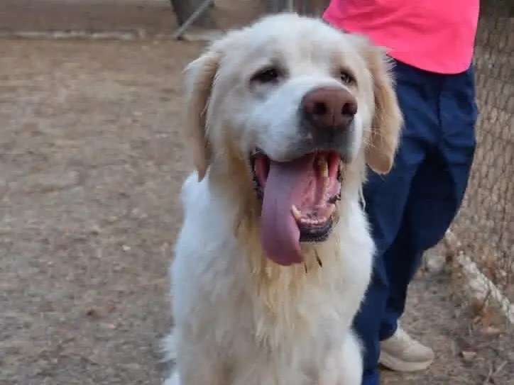 Adozione cane, maschio, Razza sconosciuta Razza sconosciuta, 4 anni e 9 mesi, taglia gigante, Brindisi