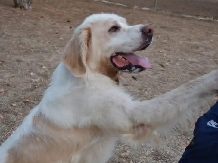 Adotta un cane, maschio, 4 anni e 9 mesi, Brindisi
