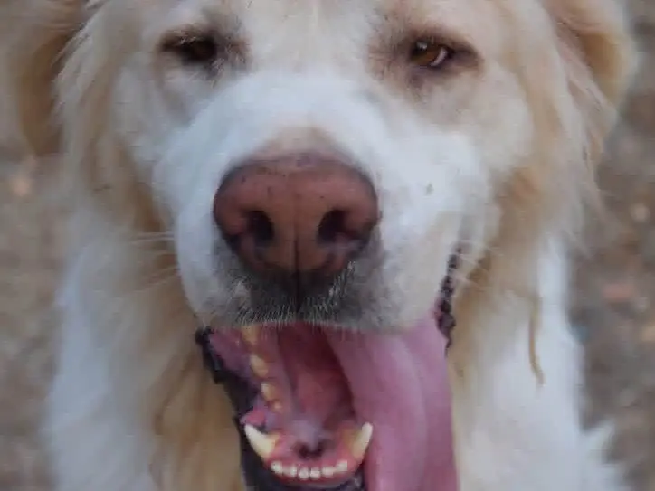 Vuoi adottare un cane a Brindisi?