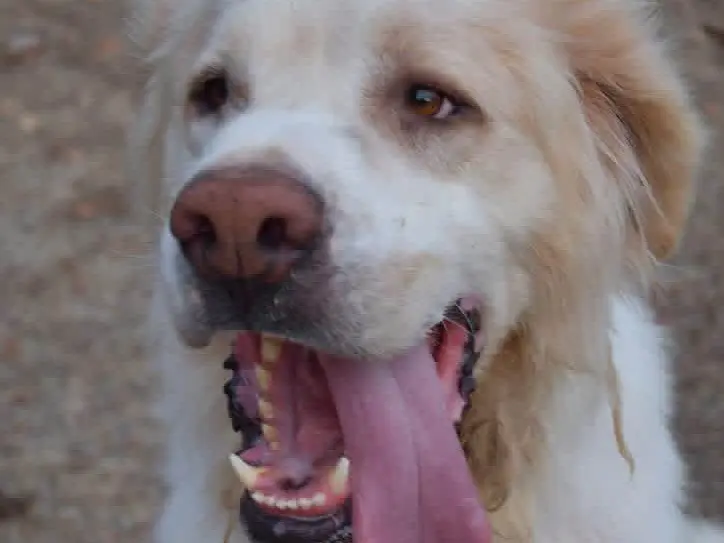 Adotta un cane, taglia gigante, maschio, Brindisi