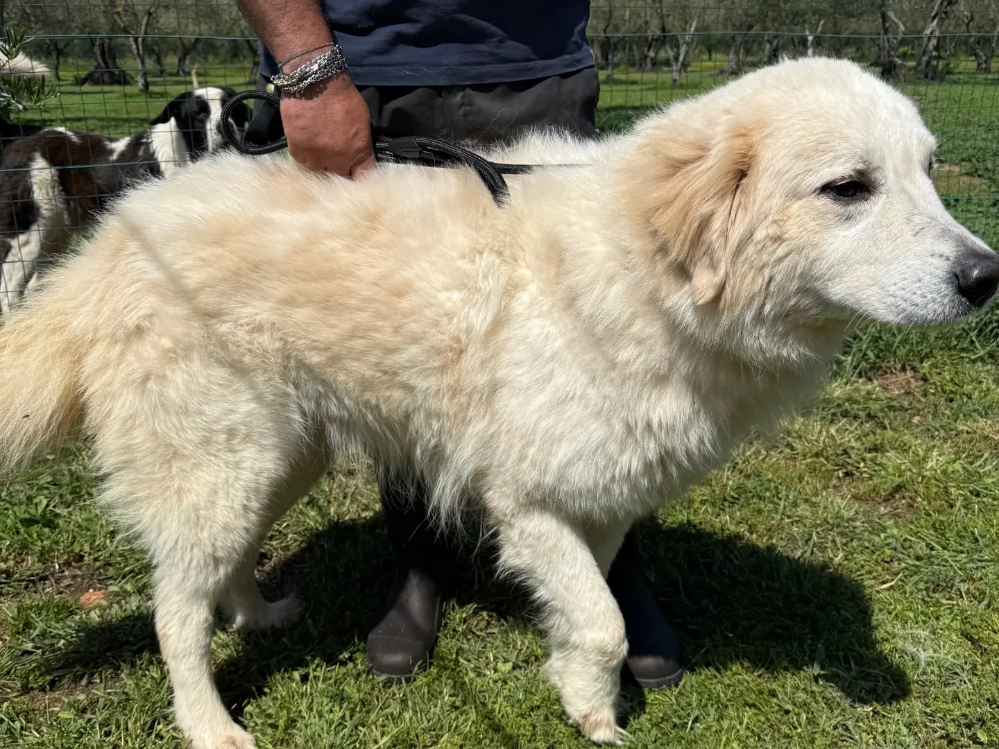 Adotta un cane, maschio, 5 anni e 7 mesi, Matera