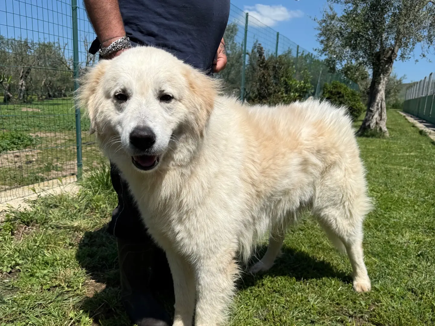 Adotta un cane, taglia gigante, maschio, Matera