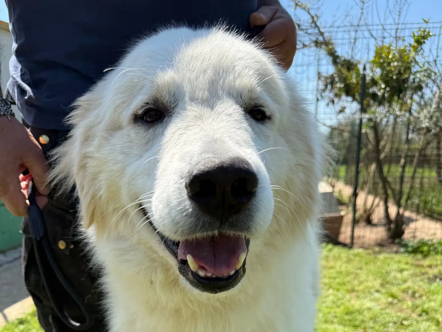 Adozione cane, maschio, Pastore maremmano Razza sconosciuta, 5 anni e 7 mesi, taglia gigante, Matera
