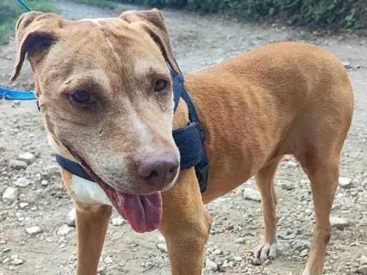 Adozione cane, femmina, Razza sconosciuta Razza sconosciuta, 4 anni e 10 mesi, taglia piccola, Napoli