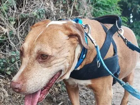 Adotta un cane, femmina, 4 anni e 10 mesi, Napoli