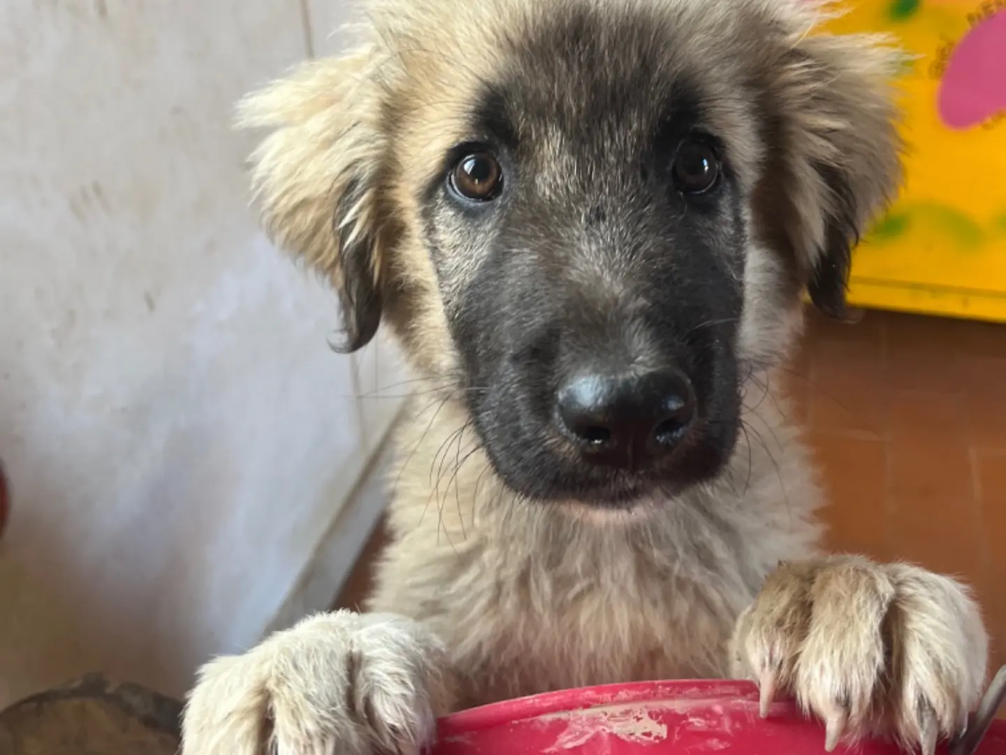 Adozione cane, maschio, Razza sconosciuta Razza sconosciuta, 2 anni, taglia gigante, Agrigento