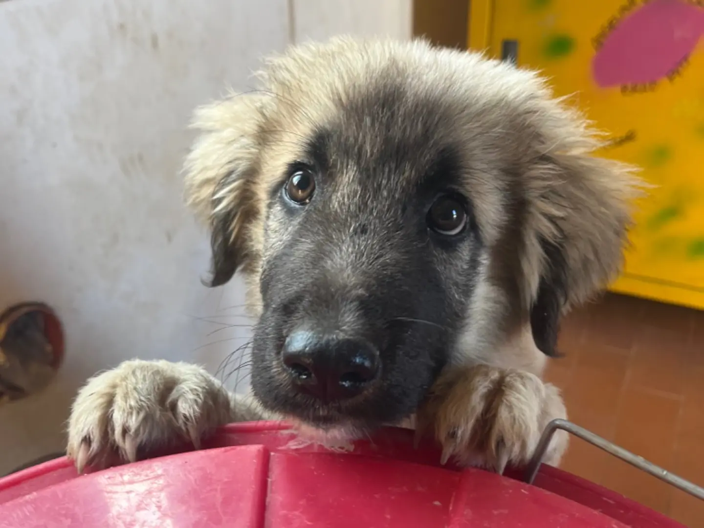 Adotta un cane, maschio, 2 anni, Agrigento
