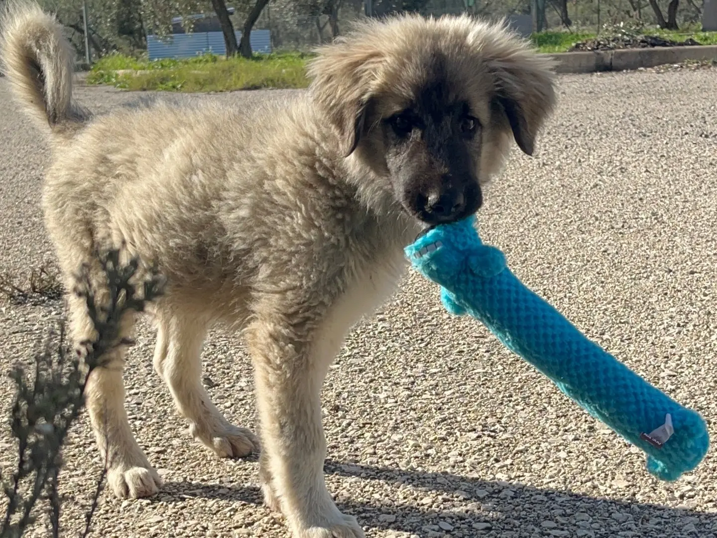 Vuoi adottare un cane a Agrigento?