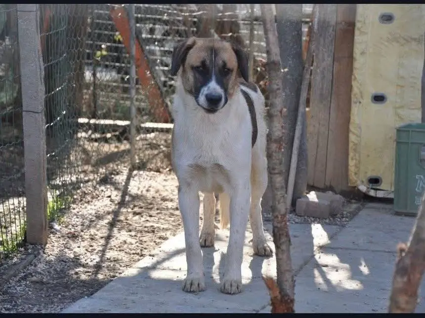 Adozione cane, maschio, Razza sconosciuta Razza sconosciuta, 5 anni e 8 mesi, taglia piccola, Chieti