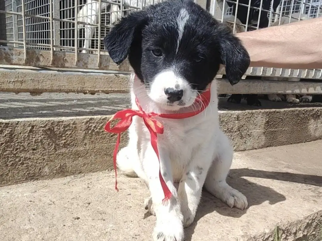 Adozione cane, maschio, Razza sconosciuta Razza sconosciuta, 8 mesi, taglia media, Vibo