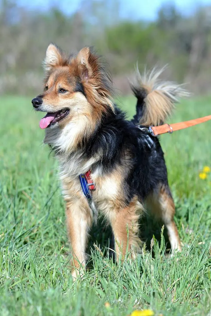 Adotta un cane, taglia piccola, maschio, Como