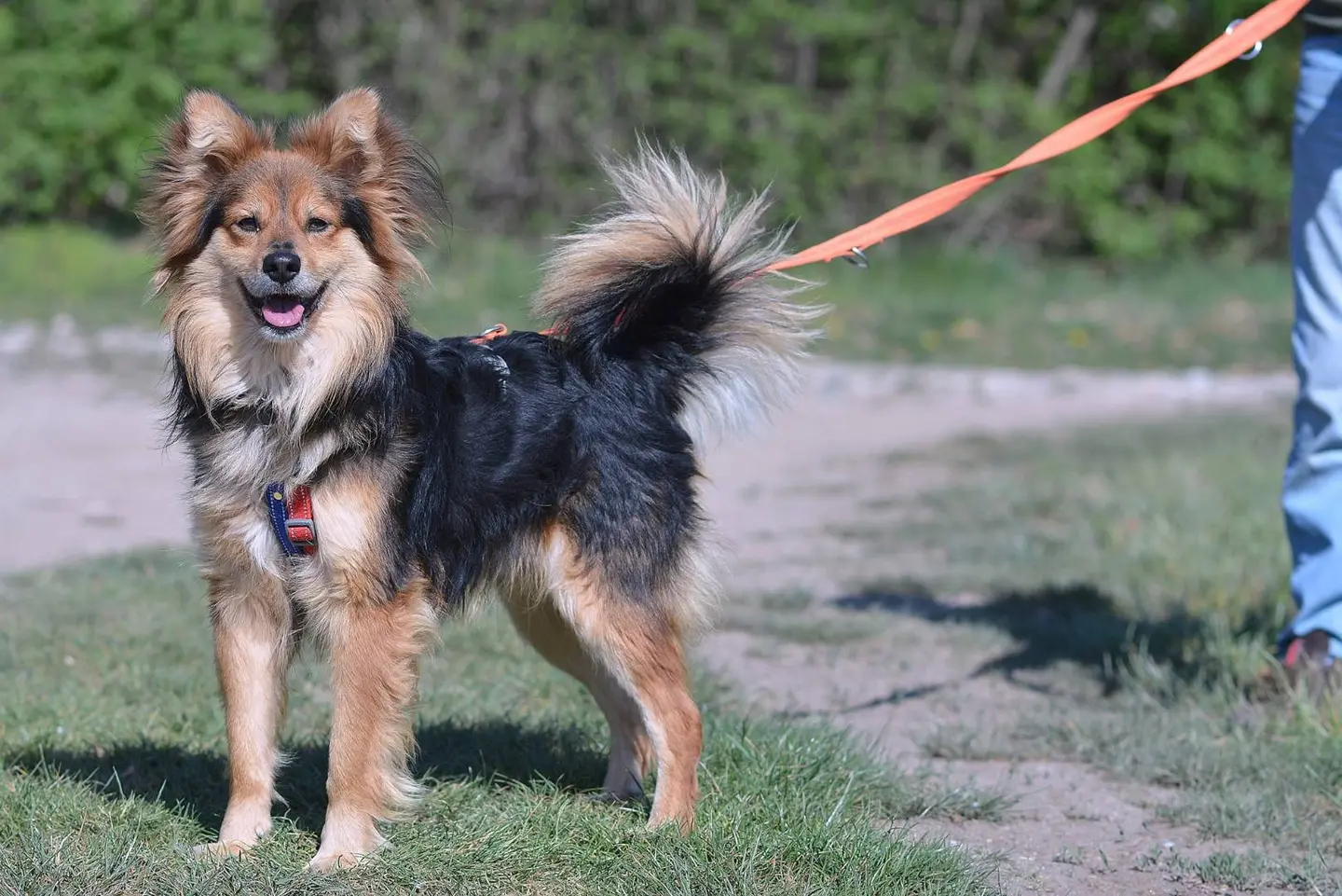 Adotta un cane, maschio, 5 anni e 7 mesi, Como