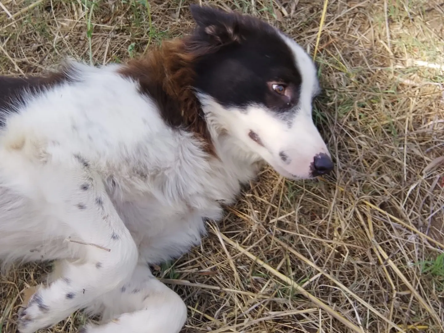 Adotta un cane, taglia grande, maschio, Reggio