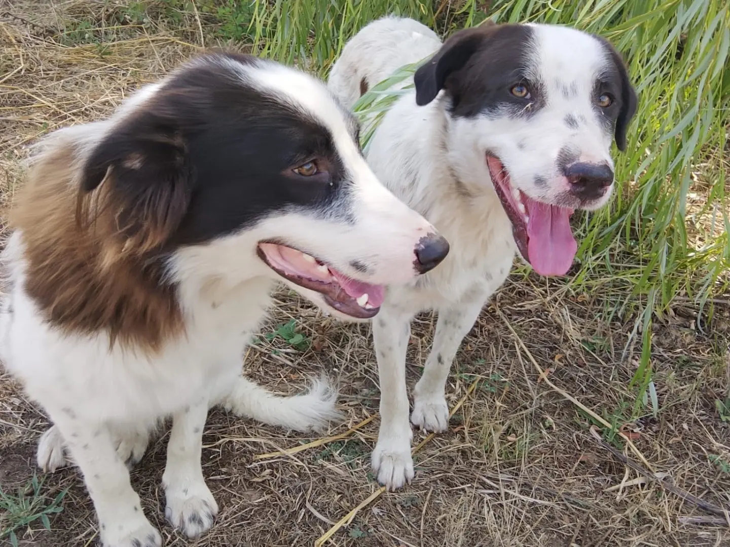 Adotta un cane, maschio, 1 anno e 5 mesi, Reggio
