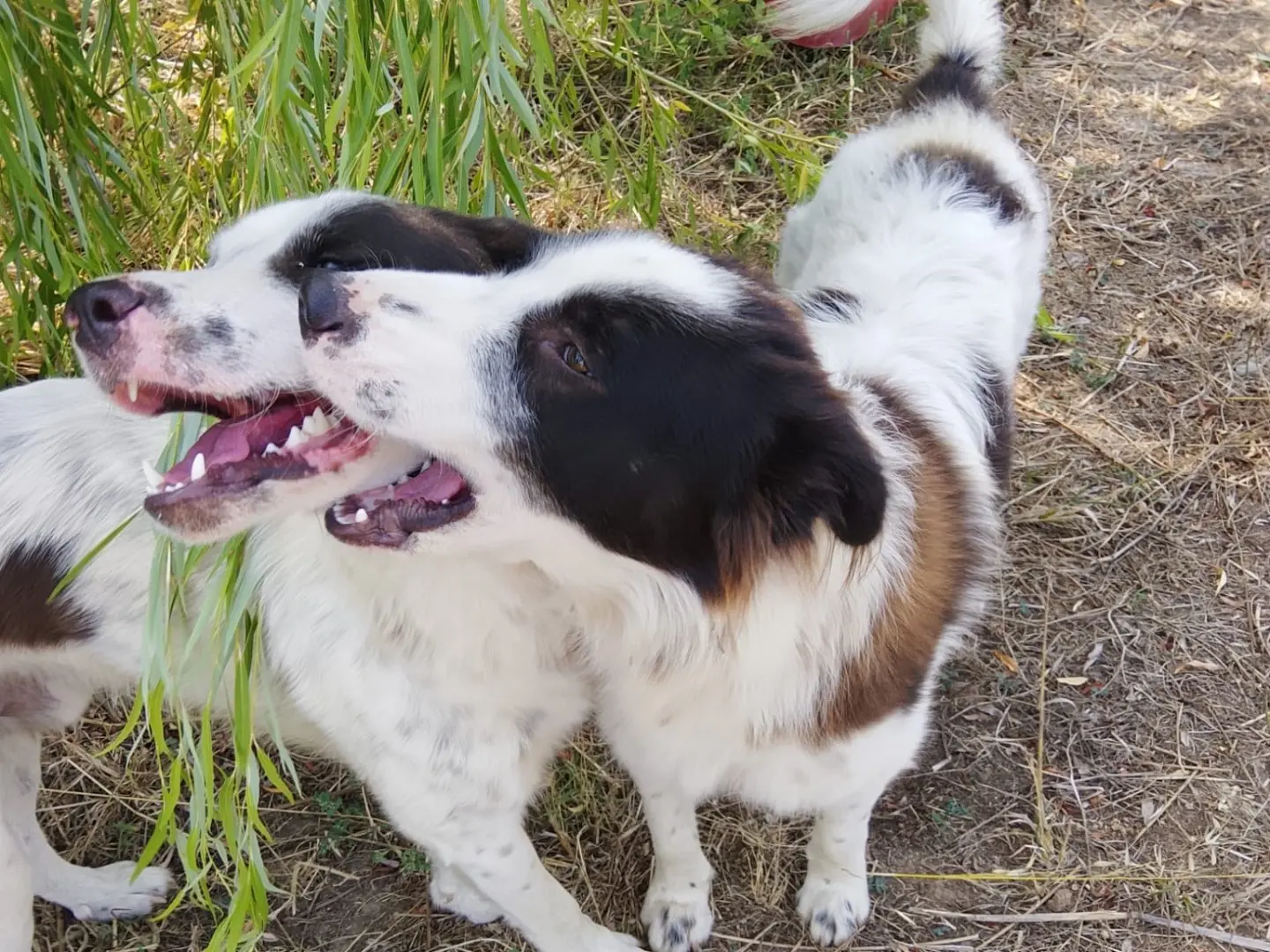 Adotta il cane NUMA a Reggio
