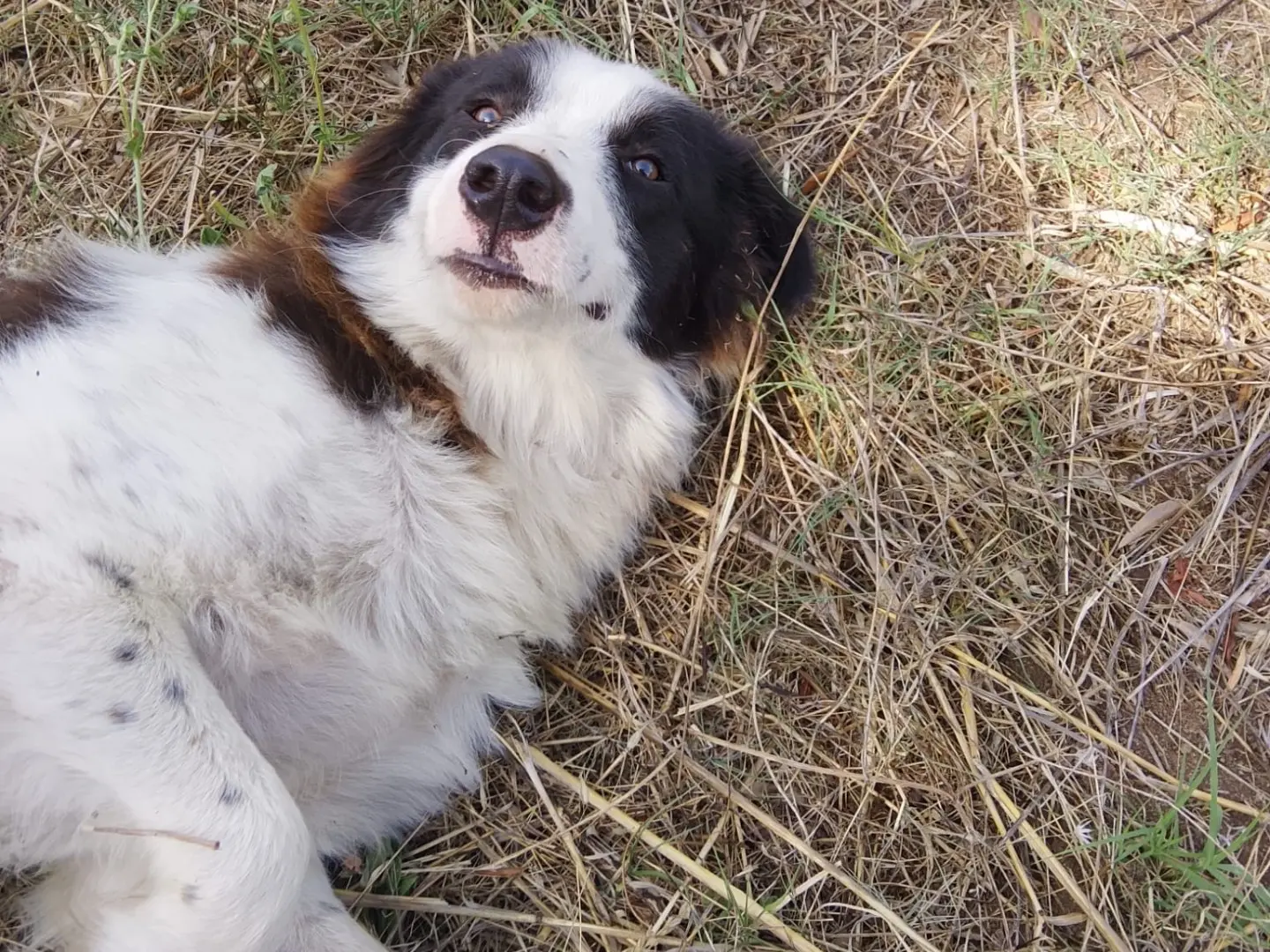 Adozione cane, maschio, Razza sconosciuta Razza sconosciuta, 1 anno e 5 mesi, taglia grande, Reggio