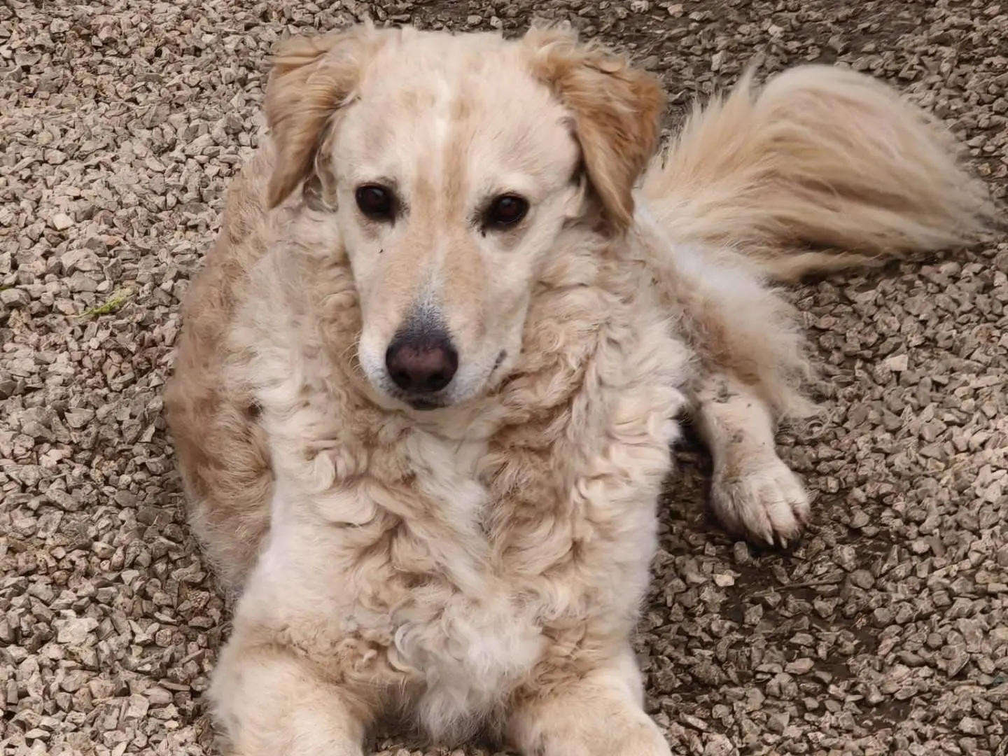 Vuoi adottare un cane a Chieti?