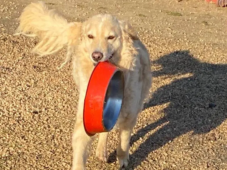 Adotta un cane, maschio, 4 anni e 5 mesi, Chieti