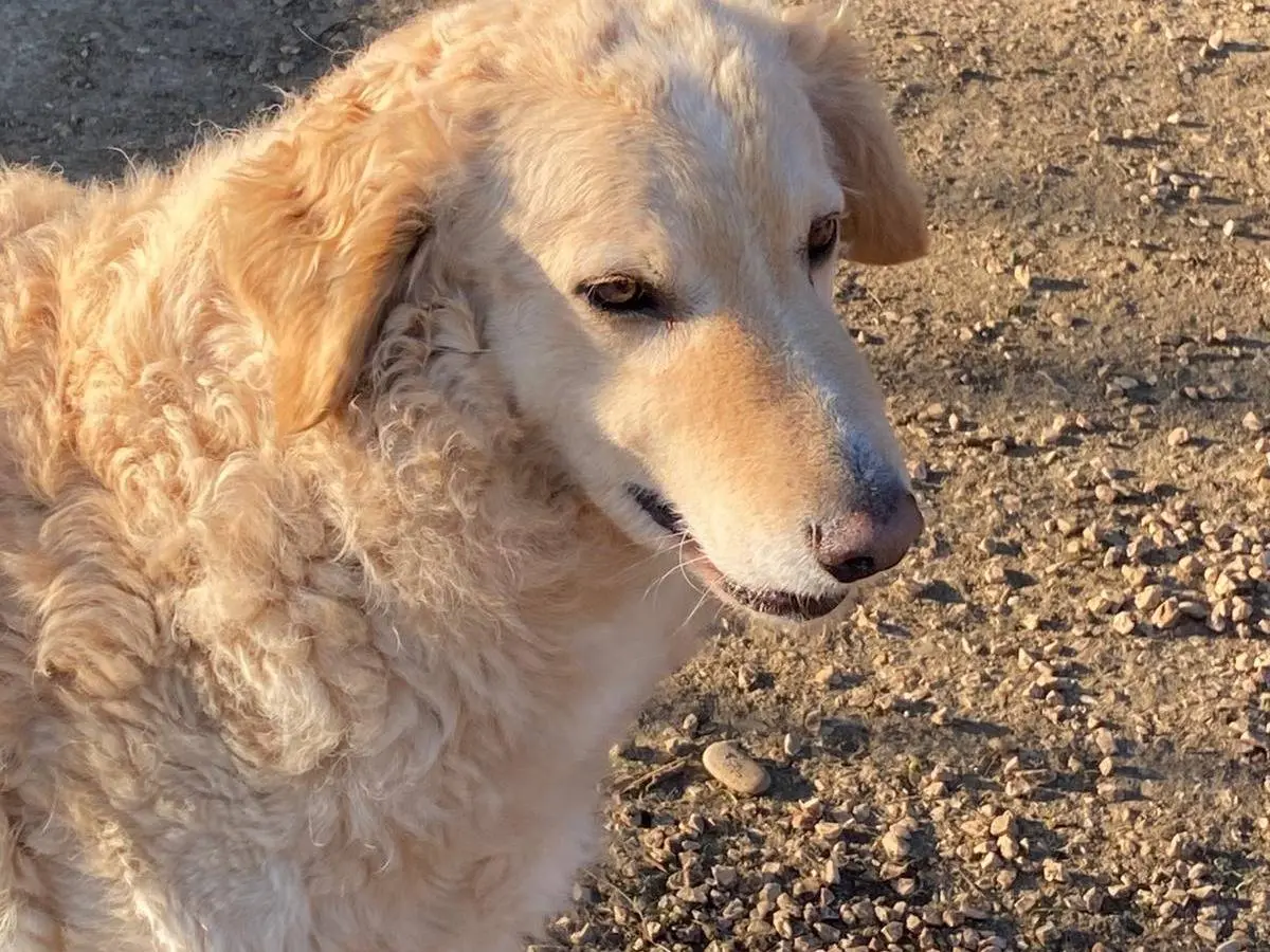 Adotta un cane, taglia media, maschio, Chieti