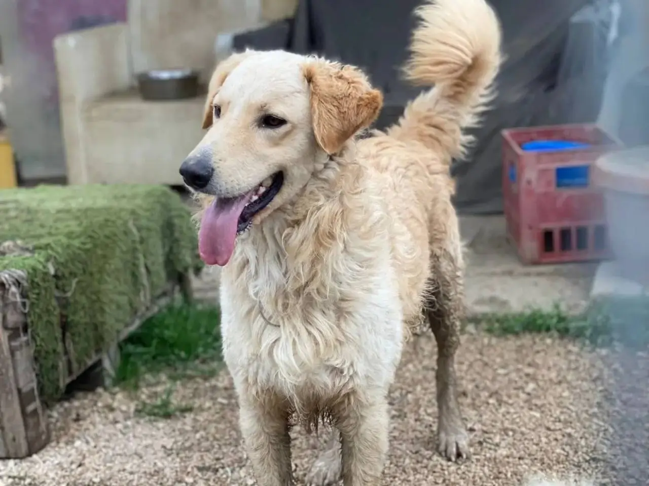 Adotta il cane Gronchy a Chieti