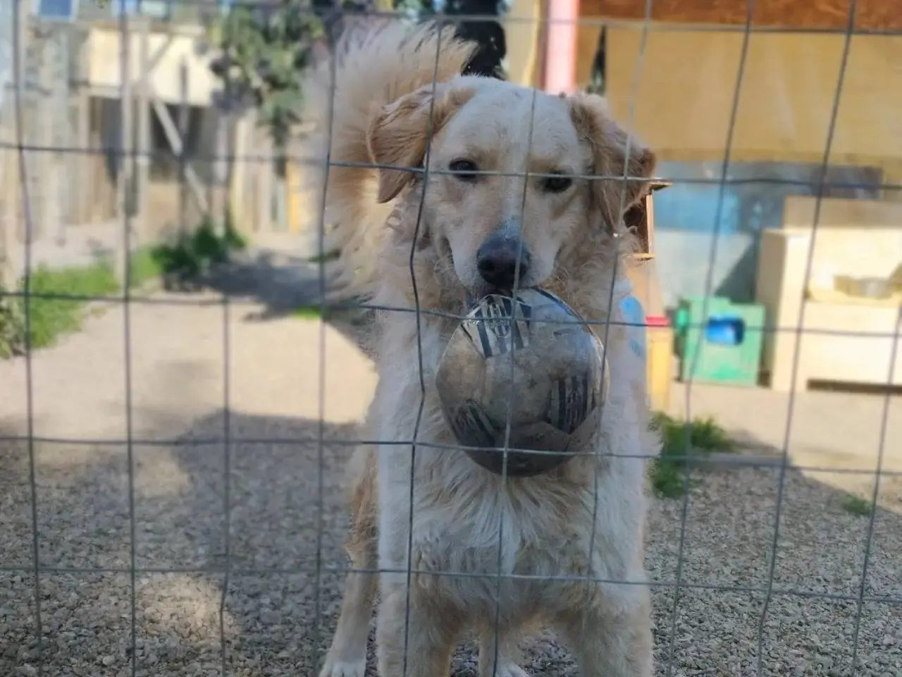 Adozione cane, maschio, Razza sconosciuta Razza sconosciuta, 4 anni e 5 mesi, taglia media, Chieti