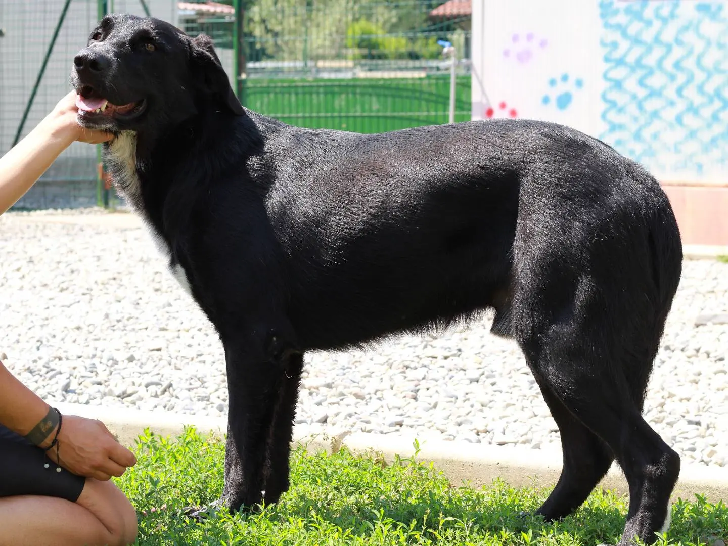 Vuoi adottare un cane a Lecco?