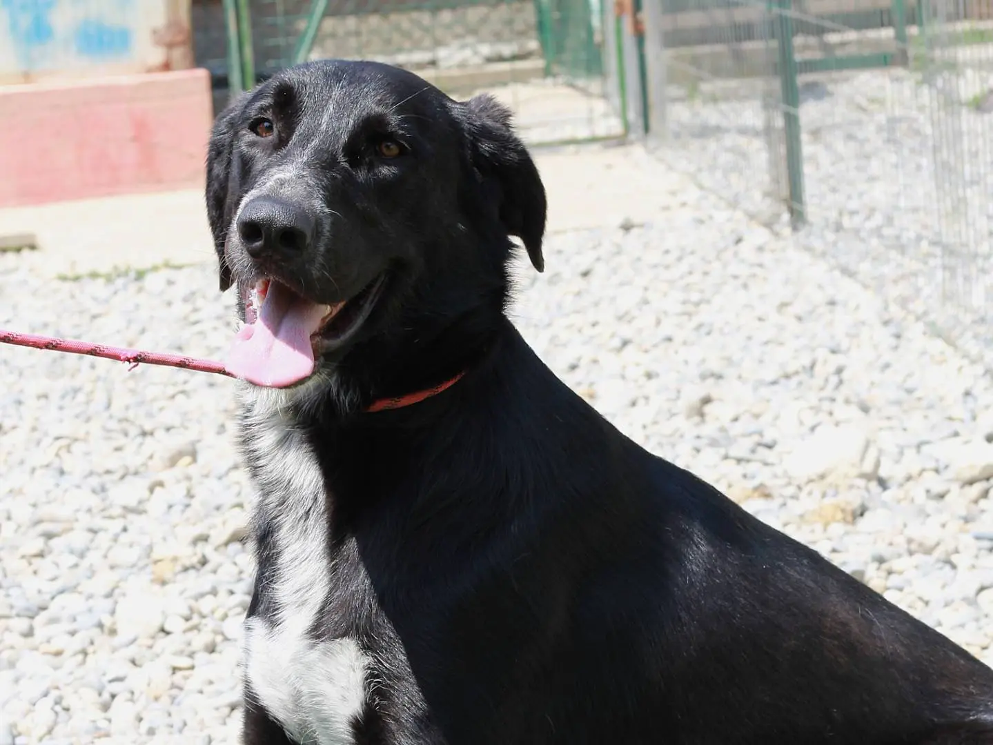 Adotta il cane Bartolomeo a Lecco