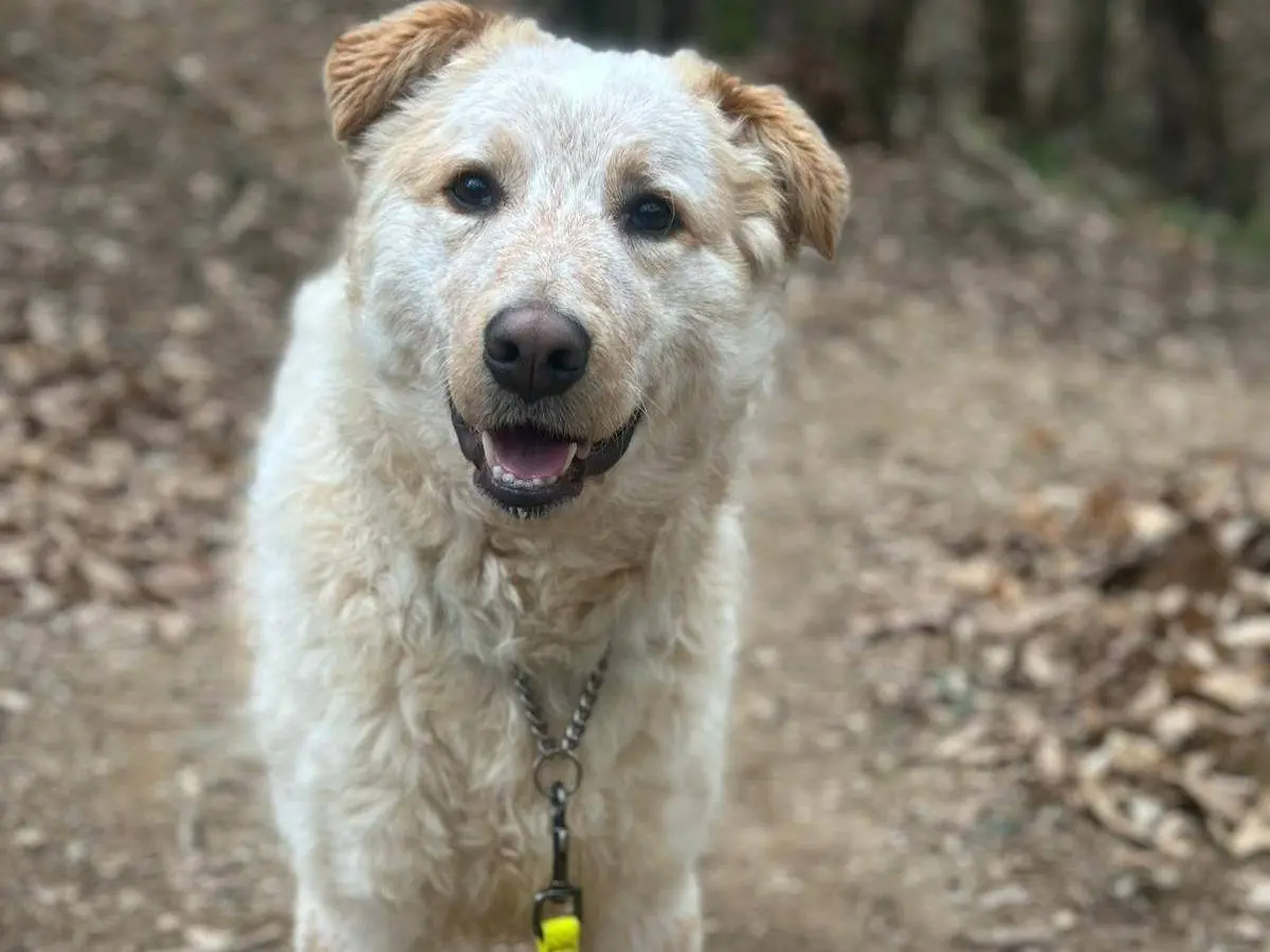 Adozione cane, maschio, Razza sconosciuta Razza sconosciuta, 1 anno e 4 mesi, taglia media, Genova