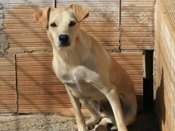 Adotta un cane, taglia media contenuta, maschio, Cremona