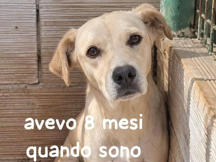 Adozione cane, maschio, Razza sconosciuta Razza sconosciuta, 3 anni e 1 mese, taglia media contenuta, Cremona