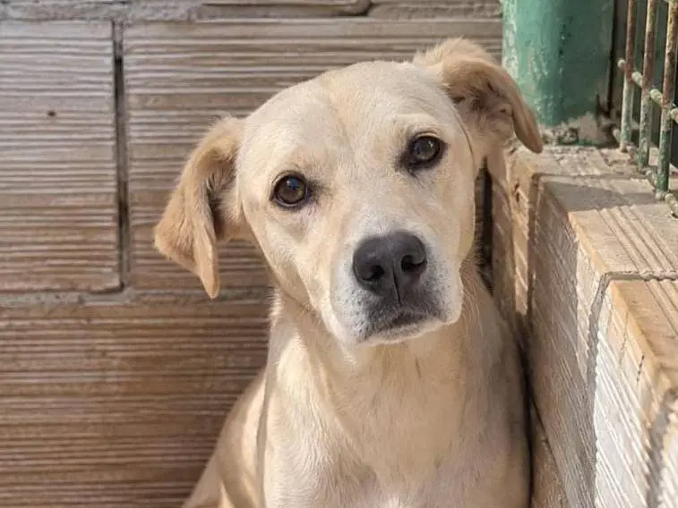 Adotta un cane, maschio, 3 anni e 1 mese, Cremona