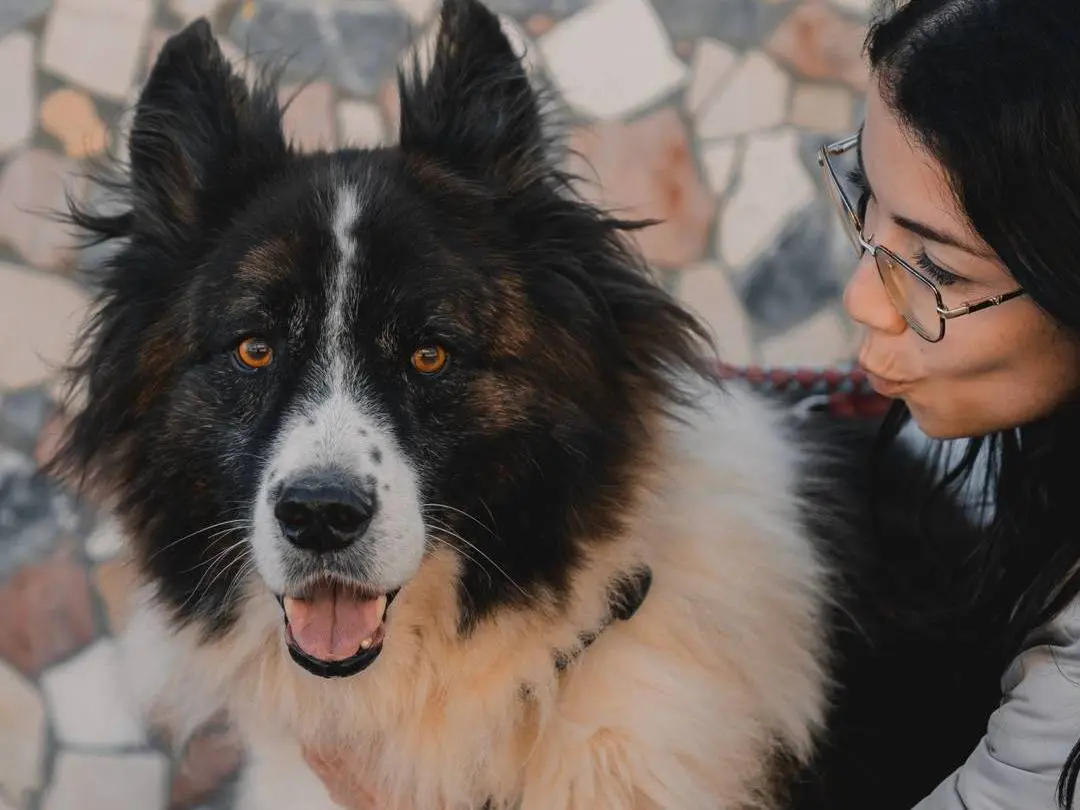 Adotta il cane ORION a Caserta
