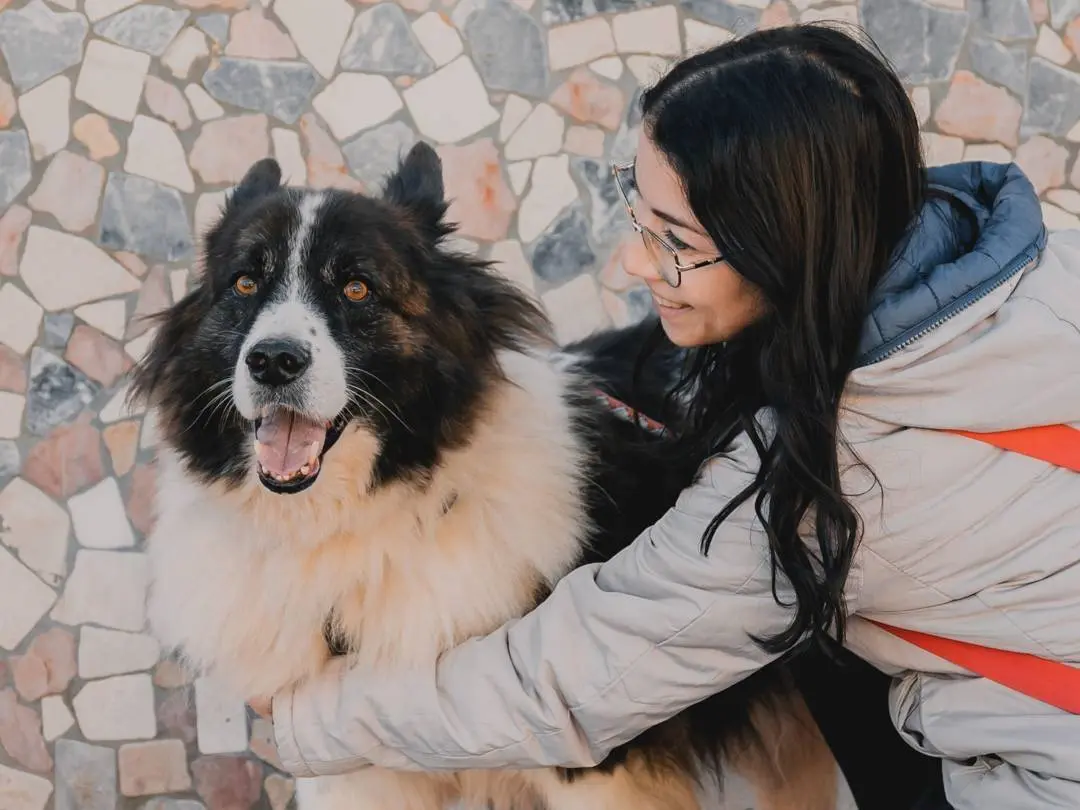 Adozione cane, maschio, Akita Pastore australiano, 10 anni e 10 mesi, taglia grande, Caserta