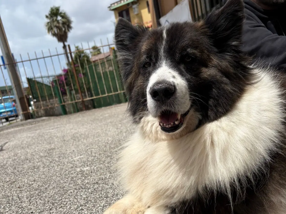 Adotta un cane, taglia grande, maschio, Caserta