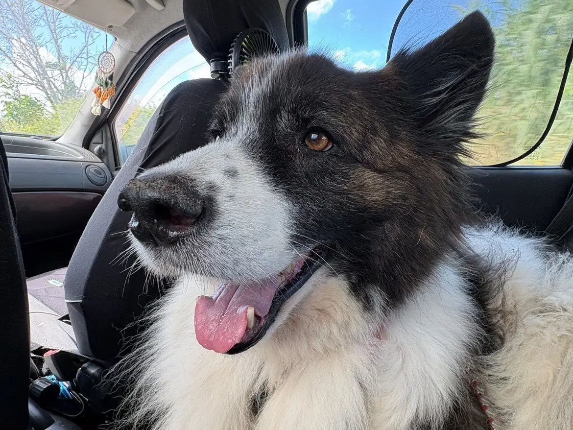 Adotta un cane, maschio, 10 anni e 10 mesi, Caserta