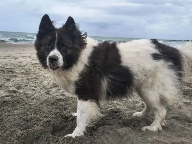 Vuoi adottare un cane a Caserta?