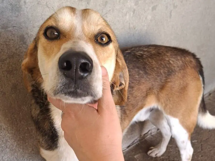 Adotta un cane, maschio, 2 anni e 1 mese, Reggio