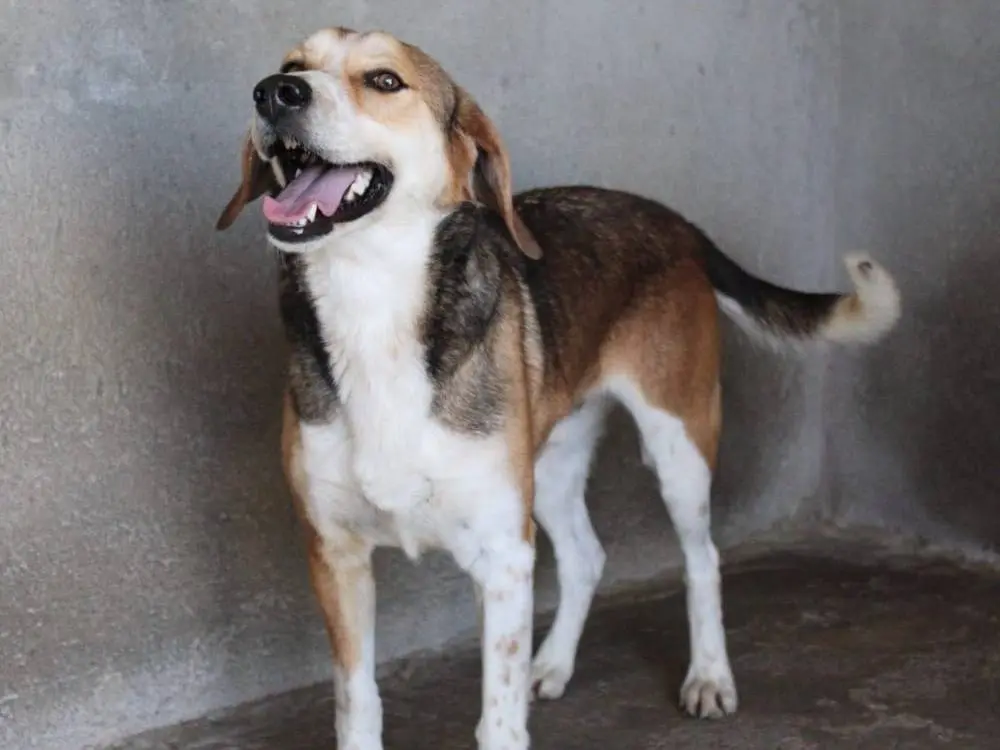 Adotta un cane, taglia media, maschio, Reggio