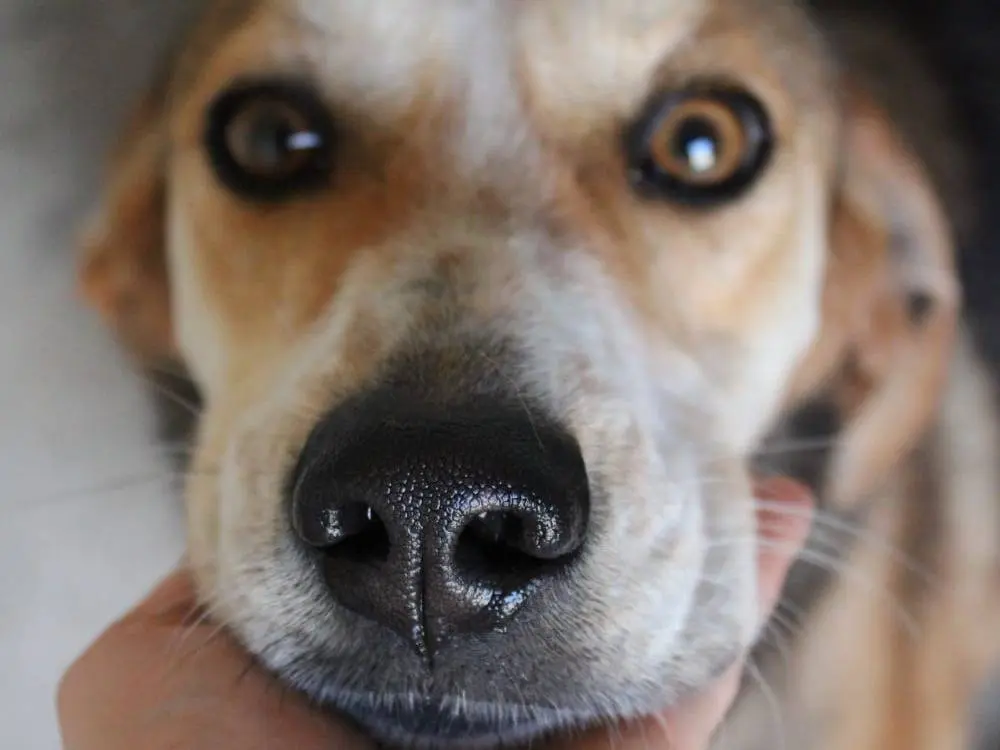 Vuoi adottare un cane a Reggio?
