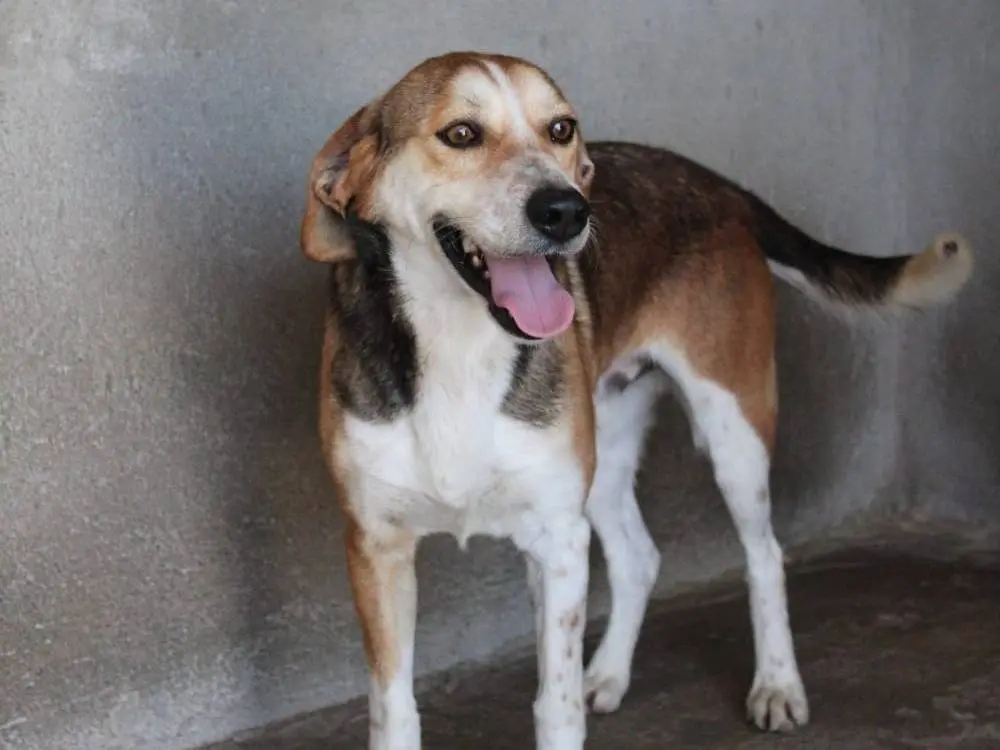 Adozione cane, maschio, Razza sconosciuta Razza sconosciuta, 2 anni e 1 mese, taglia media, Reggio