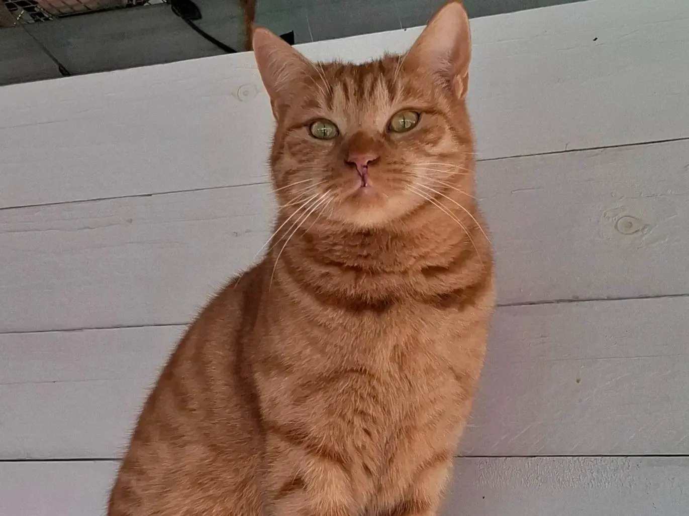 Adozione gatto, femmina, Razza sconosciuta Razza sconosciuta, 2 anni e 5 mesi, taglia non valida, Latina