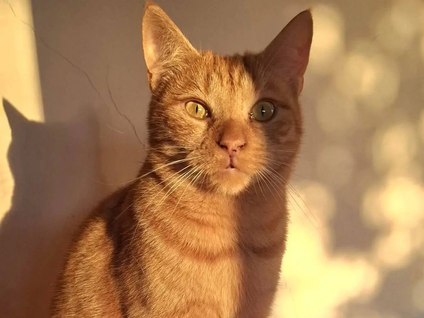 Adotta un gatto, femmina, 2 anni e 5 mesi, Latina