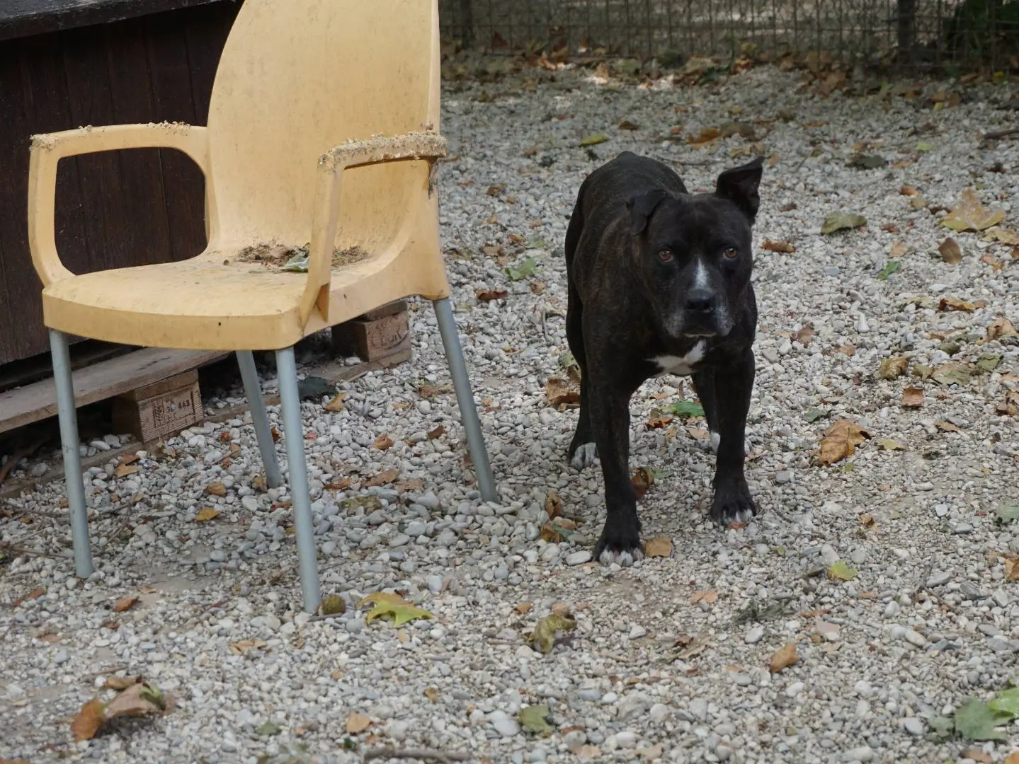 Foto 3 dell'animale